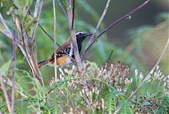 Rusty-backed Antwren